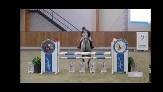 Decano  Show Jumper  Diacontinus  2016  Gelding [upl. by Atile28]