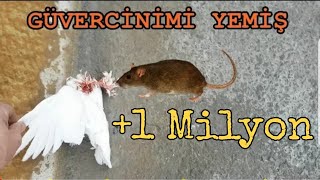 FARE BENDEN İNTİKAM ALDI yavru güvercini yemiş [upl. by Edra220]