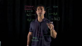 Countercurrent Exchange in Kidneys [upl. by Nerta]