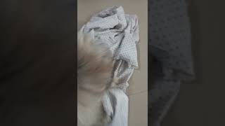 Kookoo funnyvideoshortilovestreetdog doglover [upl. by Lewap]