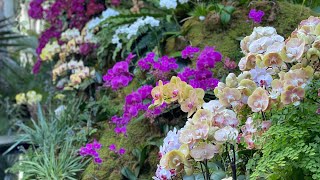 🌸 Orchid Show  New York Botanical Garden Tour 🌸 [upl. by Christoper]