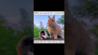 Squirrel fun moments 🤣 funny laugh foryou comedy animals cute tamil shorts [upl. by Leveroni]