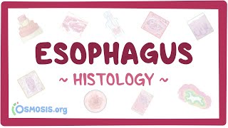 Esophagus Histology [upl. by Siron]