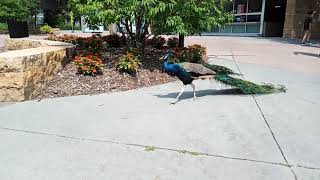 Omaha Nebraska zoo peacock July 2020 [upl. by Cirone]