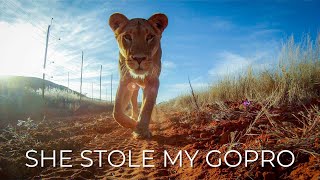 Lion at Tswalu Game Reserve Steals My GoPro Action Camera and Shoots a Selfie With It [upl. by Chemash744]