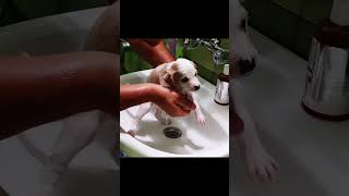 Rescue puppy 🙏🙏🙏❤️❤️❤️rescue rescueanimals animals rescuedog rescuepuppy dog puppy fyp [upl. by Anuait]