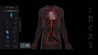 Surface Marking of Common Iliac Artery  Common Iliac Artery  Surface Anatomy [upl. by Geno]