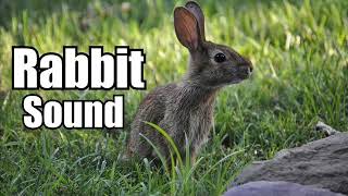 10 Minutes  Rabbit Sound Effect  different Rabbit sounds  HIGH QUALITY [upl. by Aihtiekal553]