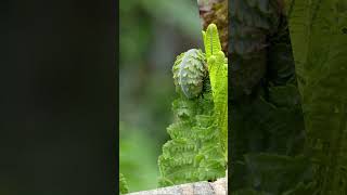 OSTRICH FERN AKA Fiddlehead Fern perfect for your shade or water garden [upl. by Airan238]