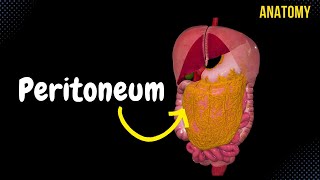 Peritoneum Parts Lesser amp Greater Omentum Mesentery Peritoneal Cavity [upl. by Bazar]