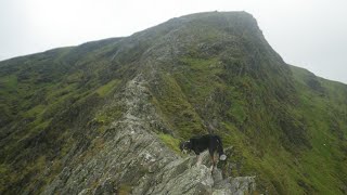 Sharp Edge Blencathra August 7th 2024 clip cuts near end [upl. by Ynohtona552]