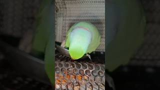 Mittu Katori katori 🦜shortvideo mittu mithubesty talkingmitthu parrottalking MittuBetao9w [upl. by Kramal265]