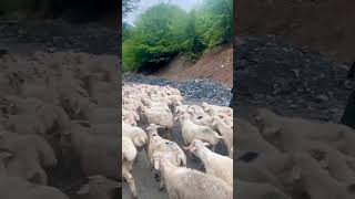 Sheep attack ABANO pass to OMALO at 2800 meters 9200 ft [upl. by Ober]