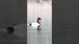 Canvasback duck identification shorts [upl. by Ehsiom]