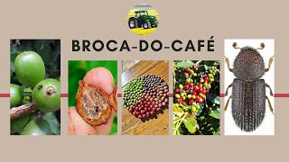 Como controlar a brocadocafé em 2024 [upl. by Dimond759]