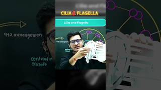 CILIA amp FLAGELLA Explained 💯 PW Biology Shorts [upl. by Esnohpla]