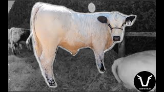 Is this BREED OF COW the NEXT BIG THING  VLOG 715 Aniwaniwa Speckle Parks [upl. by Harbison]