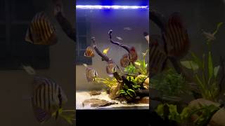 Black water wild discus aquarium in the making  ❤️ aquarium discusfishtank plantedtank [upl. by Gipsy]