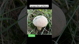 Lycoperdon PerlatumДождевик Жемчужный fungi mushroom 2024 foraging nature [upl. by Edasalof869]