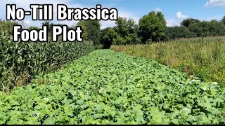 NoTill vs Tilling Weedy Soil Brassica Food Plot [upl. by Delinda]