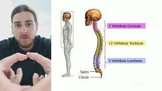 351 BREVE EXPLICAÇÃO DA COLUNA VERTEBRAL [upl. by Karel395]