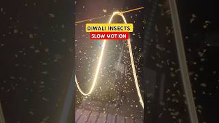 DIWALI INSECTS IN SLOW MOTION diwali diwali2024 shorts diwalispecial firecracker trending 1k [upl. by Neural161]