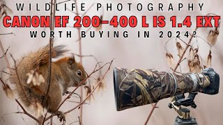 Wildlife Photography  Should you Buy Canon EF 200400mm F4 L IS USM Ext 14x  In the Field Review [upl. by Henni809]