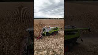 CLAAS LEXION 770TT  Körnermais dreschen  12 Reiher  OSTERS amp VOß [upl. by Ahsahtan283]