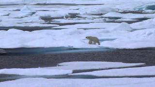 Polar Bear in Beaufort Sea [upl. by Nart]