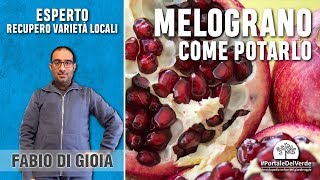 Come potare il melograno [upl. by Verity]