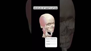 Muscles of Mastication anatomy doctor humanbody shortsfeed face skull [upl. by Marsha]