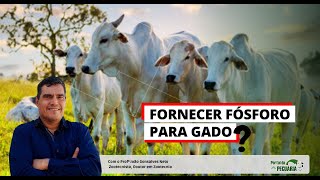 Como fornecer fosforo para o gado [upl. by Geraint68]