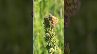 Толстоголовка палемон Carterocephalus palaemon насекомые insects butterfly бабочки lepidoptera [upl. by Revolc]