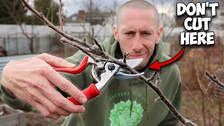 This Method of Pruning Trees will Simplify Everything [upl. by Gildus]