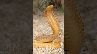 The boomslang is a highly venomous snake in the family Colubridae boomslangsnake boomslang facts [upl. by Aurore]