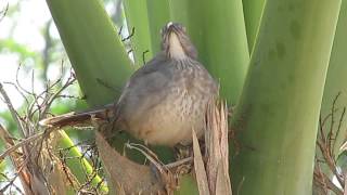 Curvebilled Thrasher singing [upl. by Aicinad468]