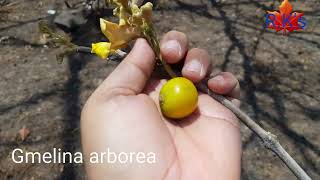 Gmelina arborea flower and fruit [upl. by Anehta898]