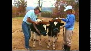 Training Oxen by Voice Commands [upl. by Heilman]