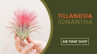 Air Plant Spotlight  Tillandsia Ionantha [upl. by Ahsemal]