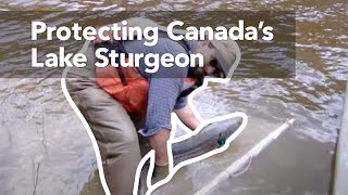 Protecting Canadas Lake Sturgeon [upl. by Anyahs]