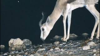 Springbok with lump at the base of neck area [upl. by Anna-Diana193]