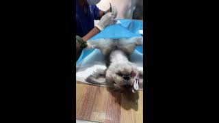 Episode 100 disinfection and shaving before spaying dog [upl. by Oilegor]