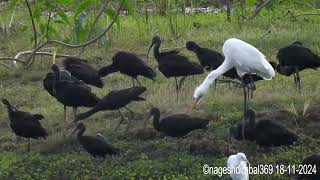 Black Ibises Foraging by the Lake [upl. by Aztinaj211]