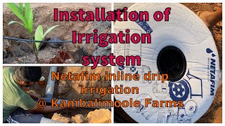 How to install inline drip irrigation system  Netafim Inline dripping for Areca  ಹನಿ ನೀರಾವರಿ [upl. by Spillihp]