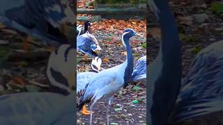 💙 Demoiselle Crane 💙 [upl. by Josias]