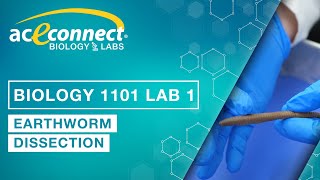 Biology Lab  Earthworm Dissection [upl. by Goer]