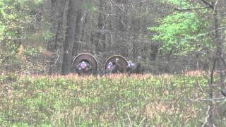 Mississippi Spring Turkey Hunting [upl. by Hsihsa314]