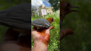 Orange headed Thrush🐧 bird [upl. by Leinto502]