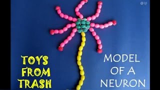 MODEL OF A NEURON  ENGLISH  9MBavi [upl. by Shiverick818]