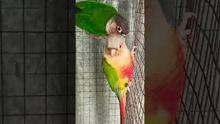 pineapple conure or yellow sided conure কোনটা পছন্দ 😍🤩shots pineappleconure yellowsiderconure🥰 [upl. by Kippy]